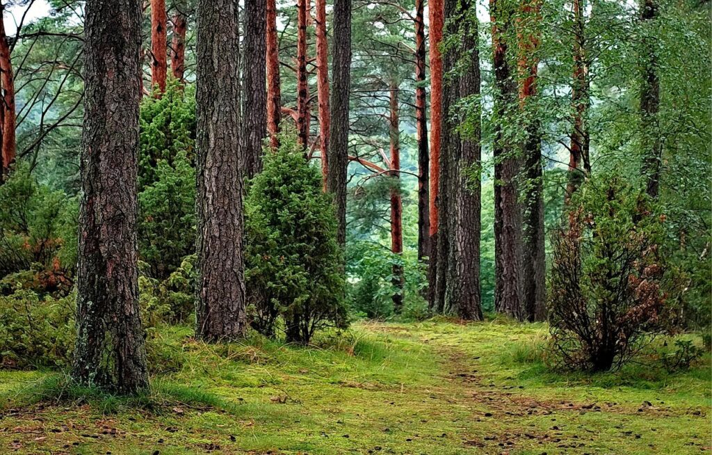 forest 1973952 1280 - „Wspieramy każdego w odkrywaniu i rozwijaniu swojego potencjału, by żyć pełnią życia”